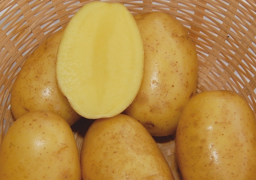 Сорта картофеля для Костромской области названия, фото, описание