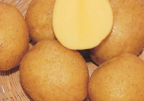Венди